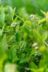 Wall Mural - Green berries of blueberry on a bush with leaves.