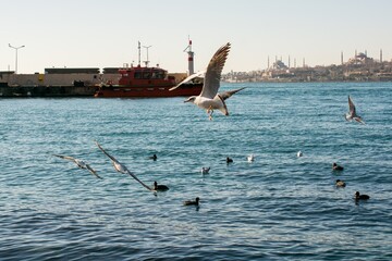 Poster - Flock of seabirds flying over the sea background