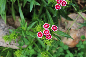 Turkish carnation flowers in the garden