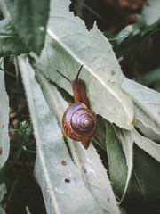 snail on a leaf