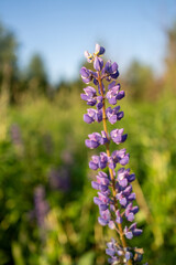 Canvas Print - Flower purple macro photo outdoors,