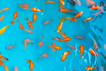 Colored tropical fish in a decorative pond. Orange decorative fish on a blue background. Flock of ornamental fish