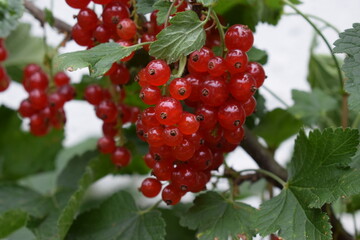 Poster - rote Johannisbeeren