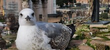 Baby Seagull Sitting At The Forum Romanum In Rome