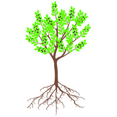Wall Mural - Laurel tree with fruits and roots on a white background.