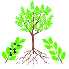 Wall Mural - An illustration showing parts of a laurel plant.