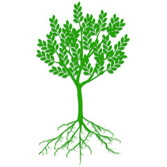 Wall Mural - Green ecological tree with roots on a white background.