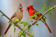 Northern Cardinal Male and Female Perched in Mulberry Tree in Early Spring in Louisiana