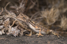 Female Fan-throated Lizard Resting On A Rock