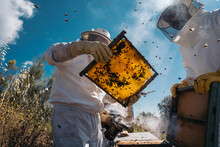 Beekeepers Working To Collect Honey. Organic Beekeeping Concept.