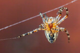 Fototapeta Tulipany - Arachnophobia fear of spider bite concept. Macro close up spider on cobweb spider web on blurred brown background. Life of insects. Horror scary frightening banner for halloween.