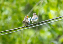 Two Juvenile Blue Jay Birds On A Wire. 