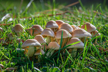 Group Of Mushrooms On The Lawn