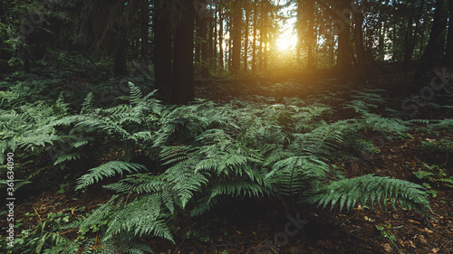 Fotomural Landscape background with bushes of dark green fern in the coniferous forest after rain