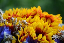 Beautiful Gazania Flowers With Yellow Petals And Cornflowers Close-up On A Blurry Green Background
