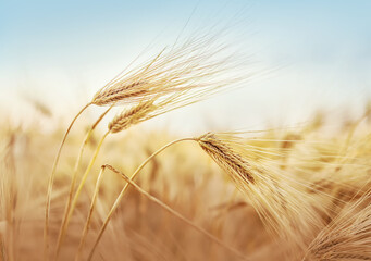 Wall Mural - Golden wheat field