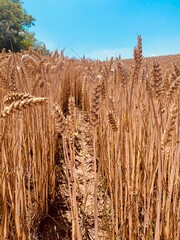 field of wheat