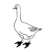 Goose Drake Doodle. Light Text Space. Outline Black Hand Drawn Village Aquatic Neck Plumage Fauna Fly Logo Emblem Design. Retro Art Doodle Cartoon Print Style. Closeup View