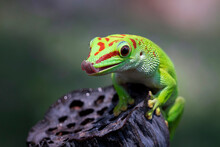 Beautiful Color Madagascar Giant Day Gecko On Dry Bud, Animal Closeup