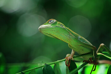 Wall Mural - Green lizard on branch, green lizard sunbathing on branch, green lizard  climb on wood, Jubata lizard