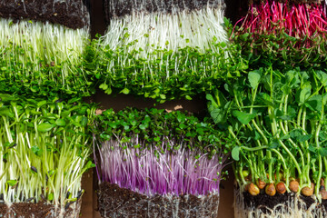 Wall Mural - microgreens mixed organic sprouts