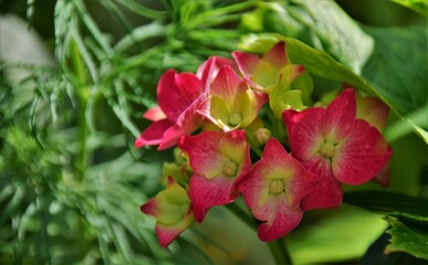 Wall Mural - red and yellow flower