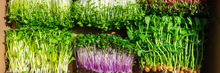 microgreens mixed organic sprouts