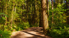 Easy Walking Wide Open Forest  Trail In A BC Urban Park
