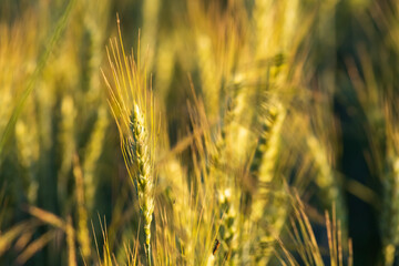 Growing wheat field in summer at sunset.