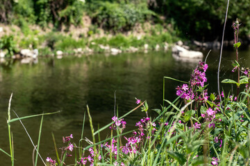 Wall Mural - Du mauve au bord de l'eau