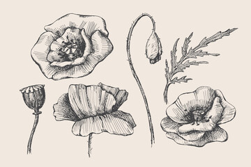 Poster - Set of hand-drawn poppies. Buds branches and leaves of garden flowers vector illustration. Botanical retro image for floral background. Design element for greeting card, poster, cover, invitation.