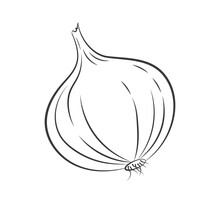 Black Outline Onion Vector Line Art Illustration. Hand Drawn Retro Sketch. Black Onion Engraving On White Background. 