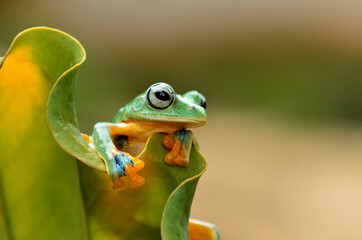 Wall Mural - frog