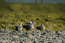 One Mama Duck And Two Grown Up Ducklings Resting On The Rocky Shore Line Enjoy Some Sun And Cleaning Up Their Feathers