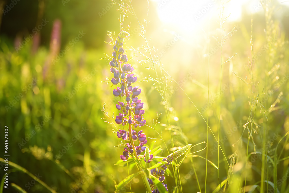 Close up of lupine flowers in field on sunset. - obrazy, fototapety, plakaty 