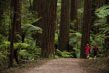 Hiking trail in redwood forest Rotorua, New Zealand