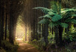 Forest with ferns, New Zealand