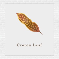 Poster - Croton leaf