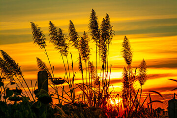 Wall Mural - beautiful scenery silhouette of grass and sunset atmosphere