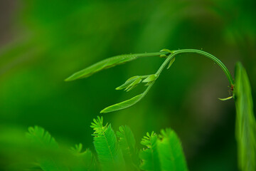 Wall Mural - The young shoots of the growing Chaam are not yet complete.