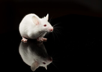 Wall Mural - A white mouse with black background