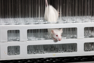 Wall Mural - Mice play on tube rack in laboratory, with black background