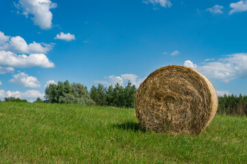 Freshly harvested circular hay bale in a field