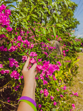 Pink Tropical Exotic Bougainvillea Flower In Girl's Hand With Puple Bracelet On A Background Of Blue Sky And Green Leaf. Vintage And Faded Matt Style Colour In Tinted Photo With Copy Space