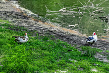 Two Domestic Muscovy Ducks Are Sitting On The Shore Of The Pond. Black-blue Drake And Brown Female Duck Rest Near The Water In Bright Green Young Grass. Natural Background With Copy Space