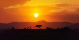 Fototapeta Zachód słońca - Amazing  african landscape, yellow, red, orange color  sunset over savannah in Tanzania with four giraffe silhouettes walking on the horizon, acacia trees, big sun setting down
