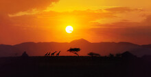 Amazing  African Landscape, Yellow, Red, Orange Color  Sunset Over Savannah In Tanzania With Four Giraffe Silhouettes Walking On The Horizon, Acacia Trees, Big Sun Setting Down