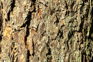 Photo of the bark of a pine tree