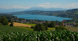 Panoramablick vom Eichberg auf den Halllwiler See im Aargau/Schweiz