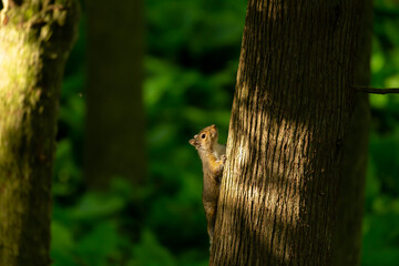 Wall Mural - Eastern gray  squirrel in city park